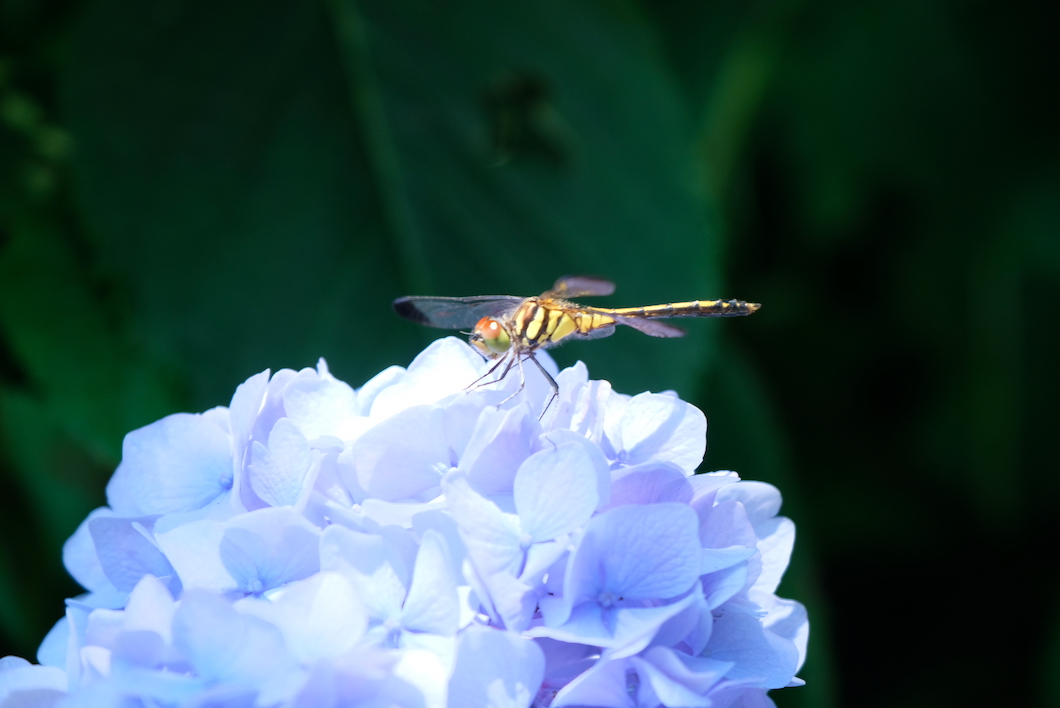 紫陽花と蜻蛉